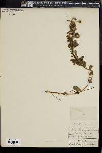 Egletes prostrata image