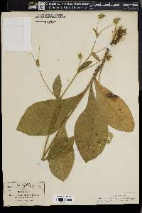 Elephantopus tomentosus image