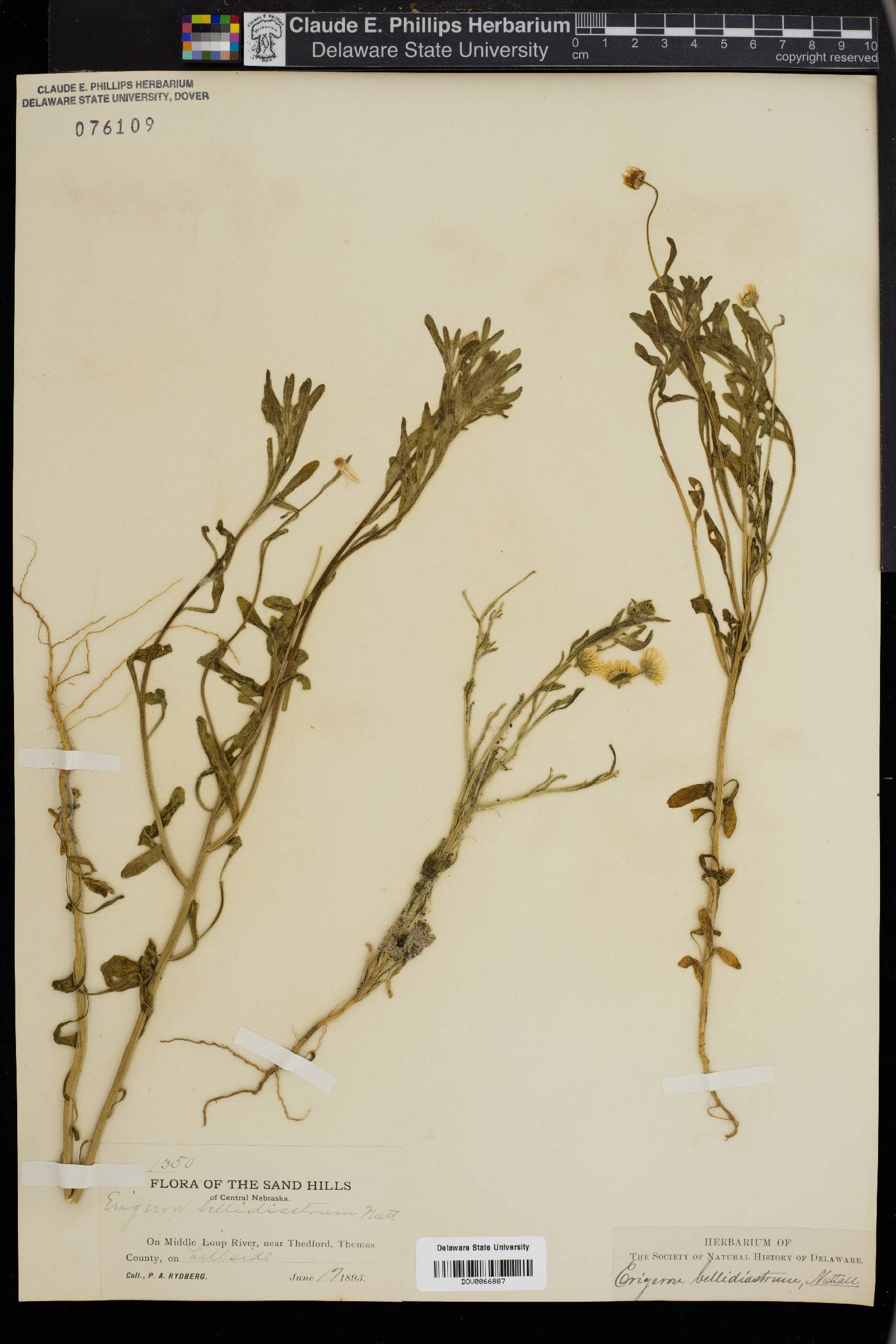 Erigeron bellidifolius image