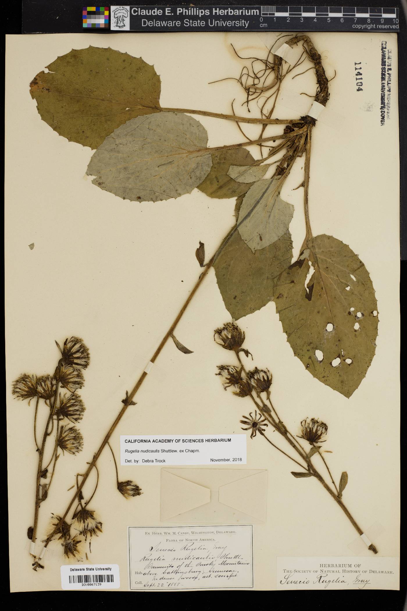 Rudbeckia nudicaulis image