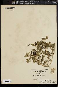 Sanvitalia ocymoides image