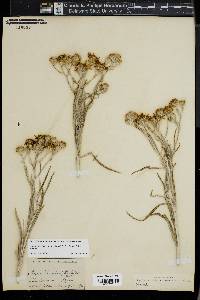 Senecio flaccidus image