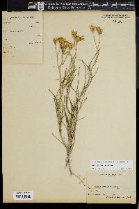 Senecio flaccidus image