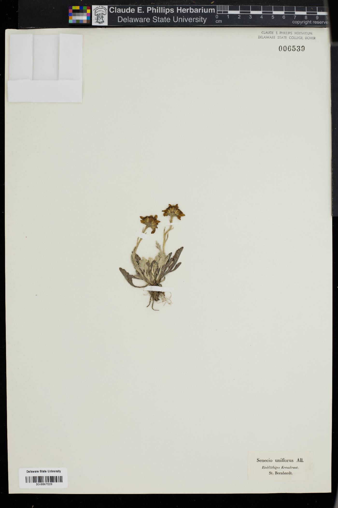 Jacobaea uniflora image