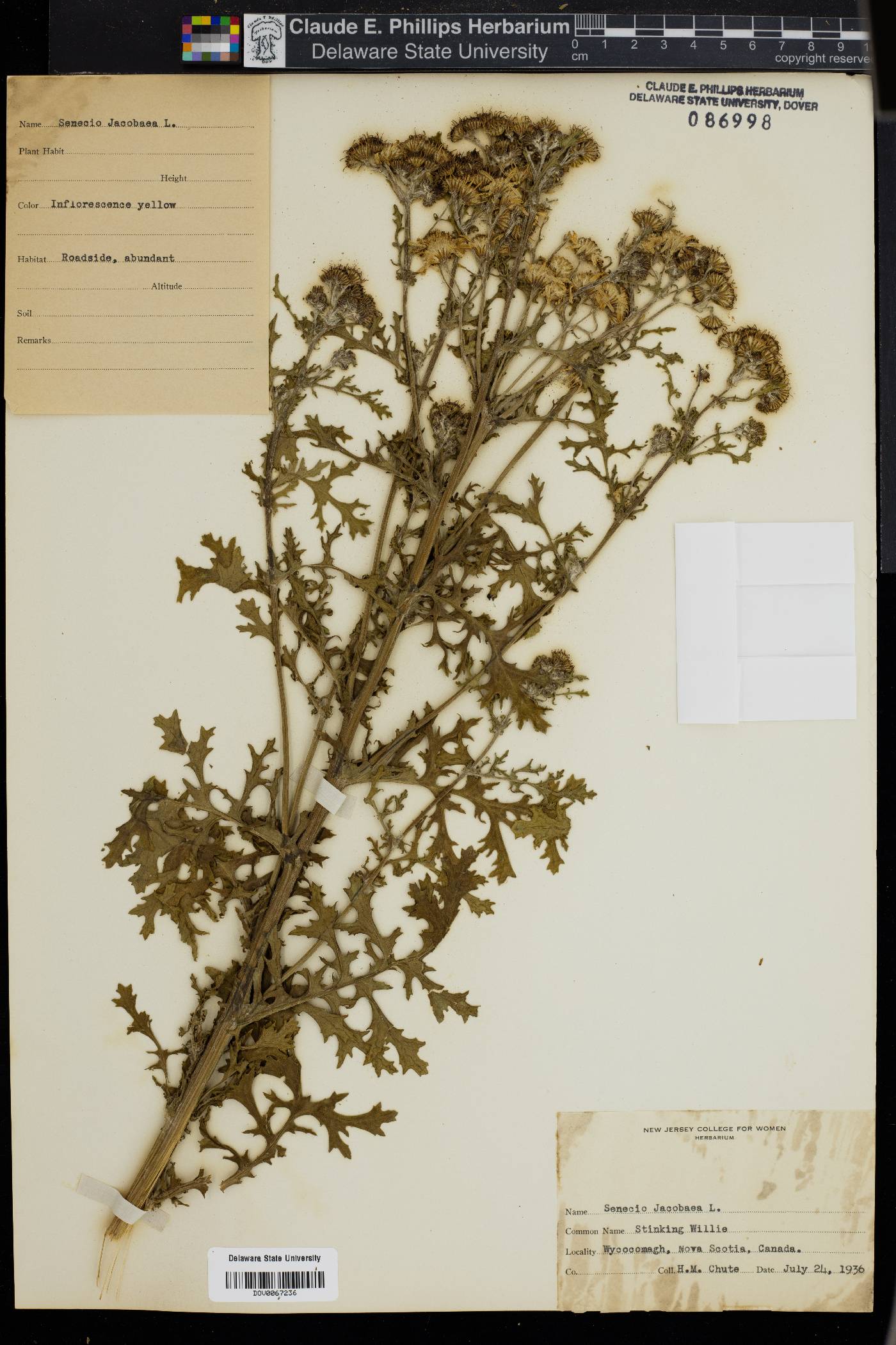 Senecio jacobaea image