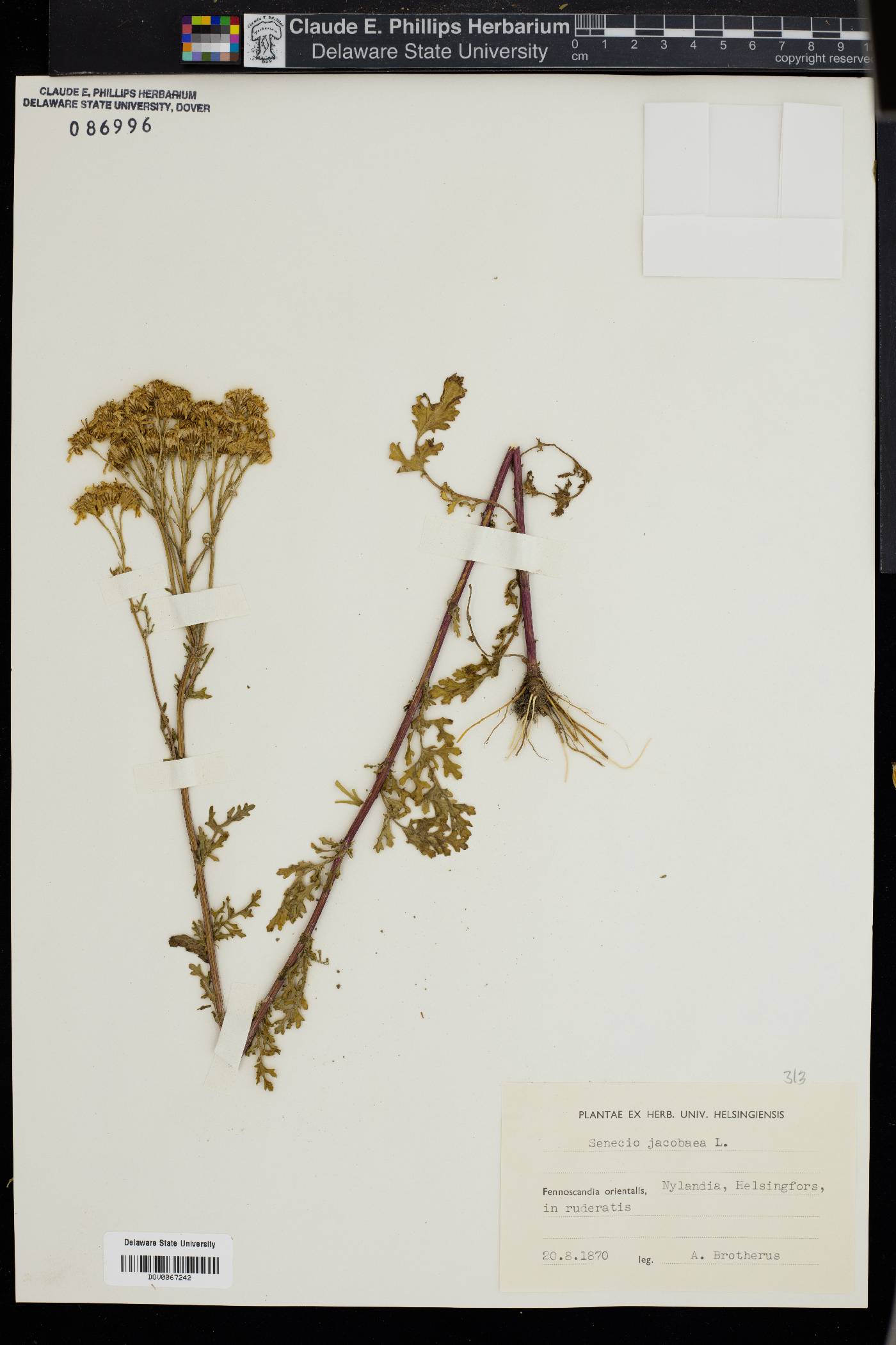 Senecio jacobaea image