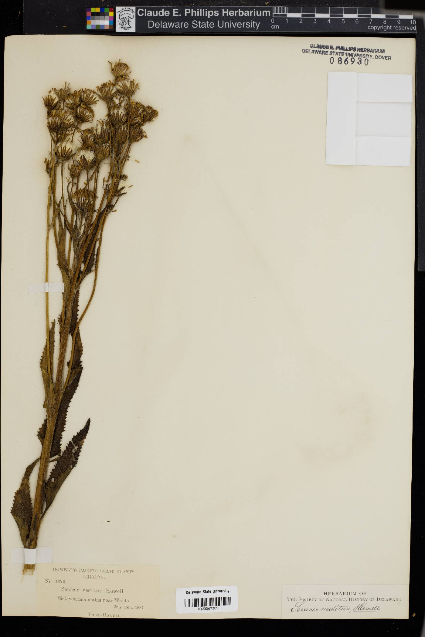 Senecio vestitus image