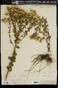 Sericocarpus tortifolius image