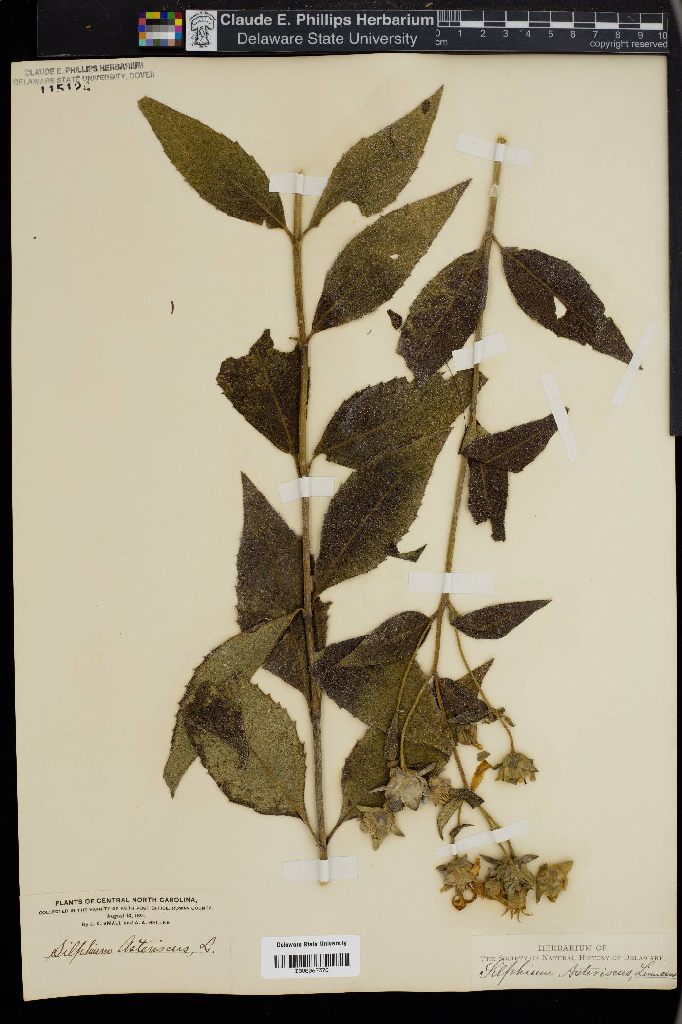 Silphium asteriscus image