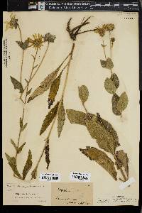 Silphium asteriscus image
