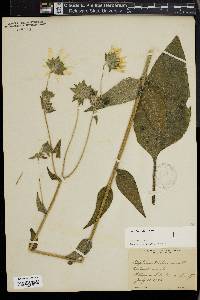 Silphium mohrii image