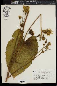 Silphium terebinthinaceum image