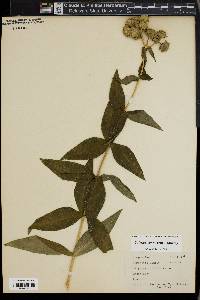 Silphium asteriscus var. trifoliatum image