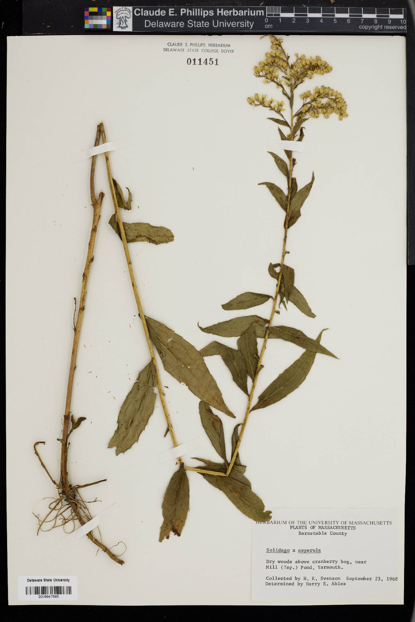 Solidago aspera image