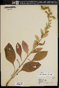 Solidago bicolor image