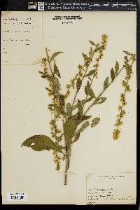 Solidago bicolor image