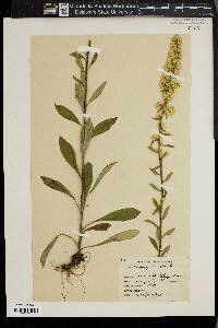 Solidago bicolor image