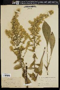 Solidago bicolor image