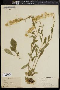 Solidago bicolor image