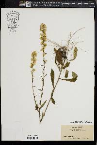 Solidago bicolor image