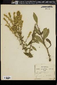 Solidago bicolor image