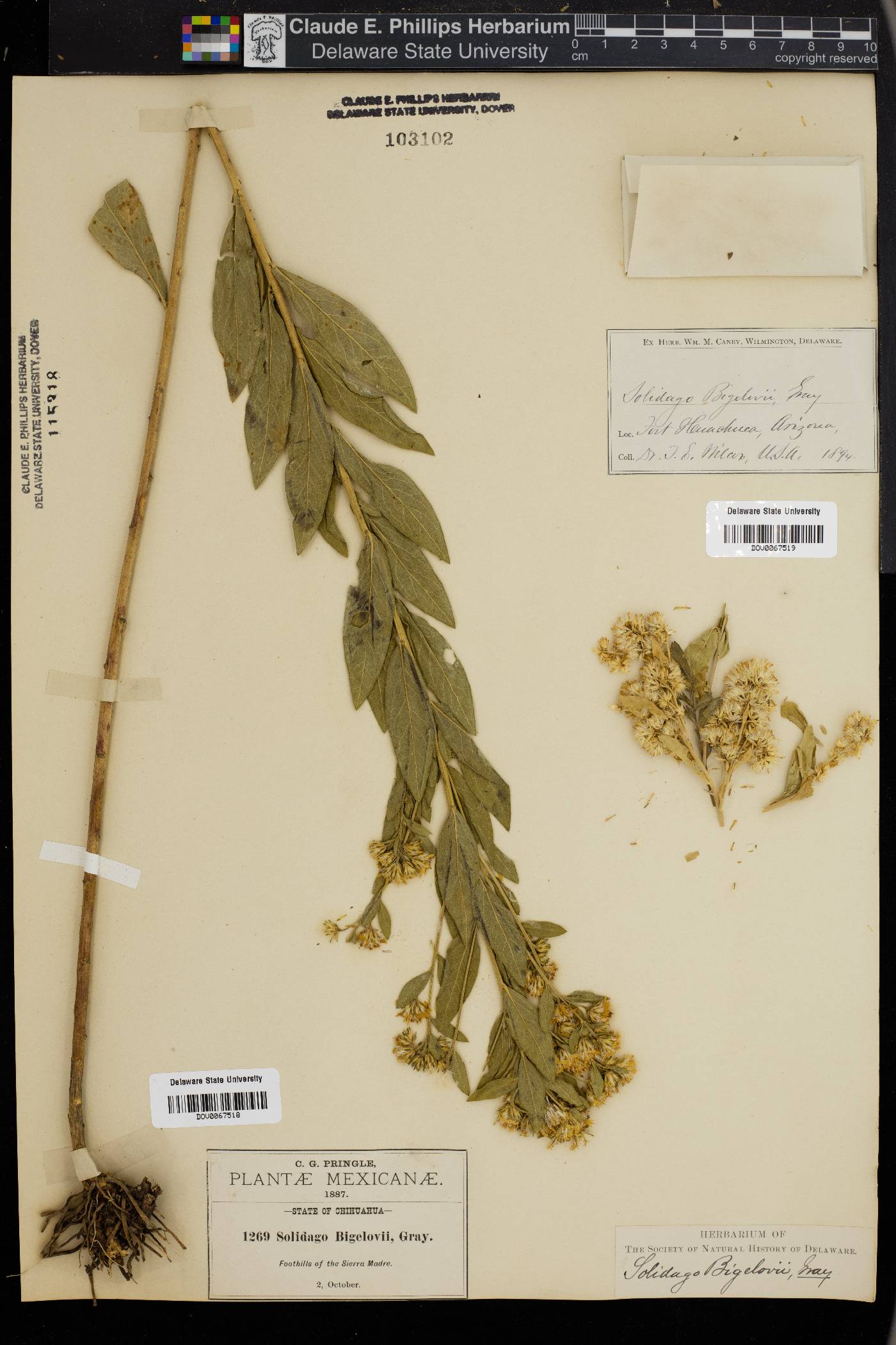 Solidago wrightii var. adenophora image