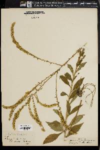 Solidago boottii image