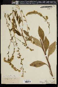 Solidago boottii image