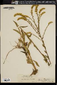 Solidago boottii image