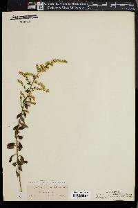 Solidago brachyphylla image