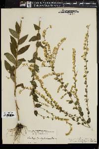 Solidago brachyphylla image