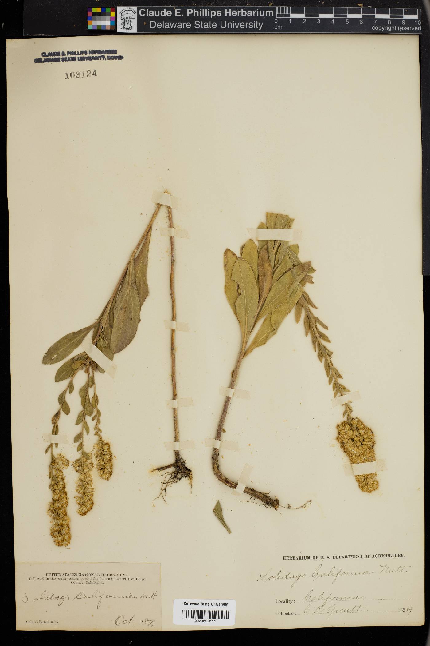 Solidago californica image