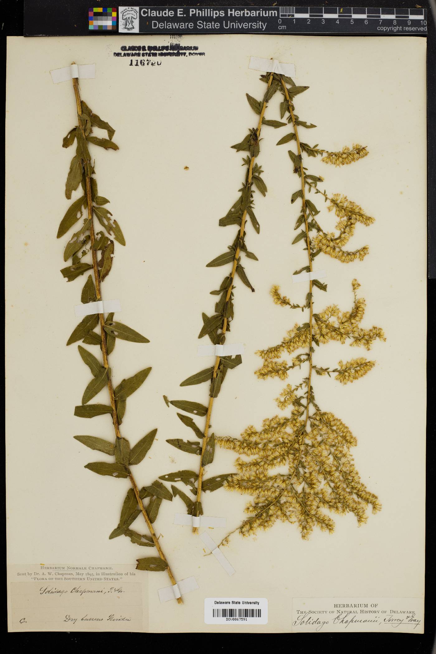 Solidago chapmanii image