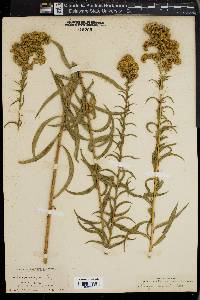 Solidago confinis image