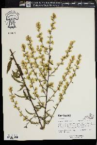 Solidago erecta image