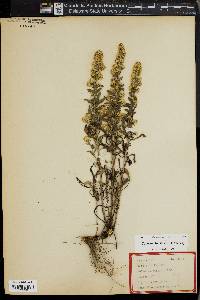 Solidago hispida image