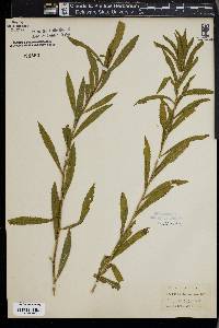 Solidago leavenworthii image