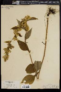 Solidago macrophylla image