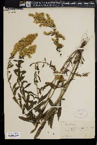 Solidago monticola image