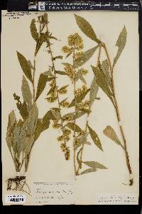 Solidago monticola image