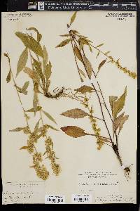 Solidago monticola image