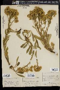 Solidago multiradiata image