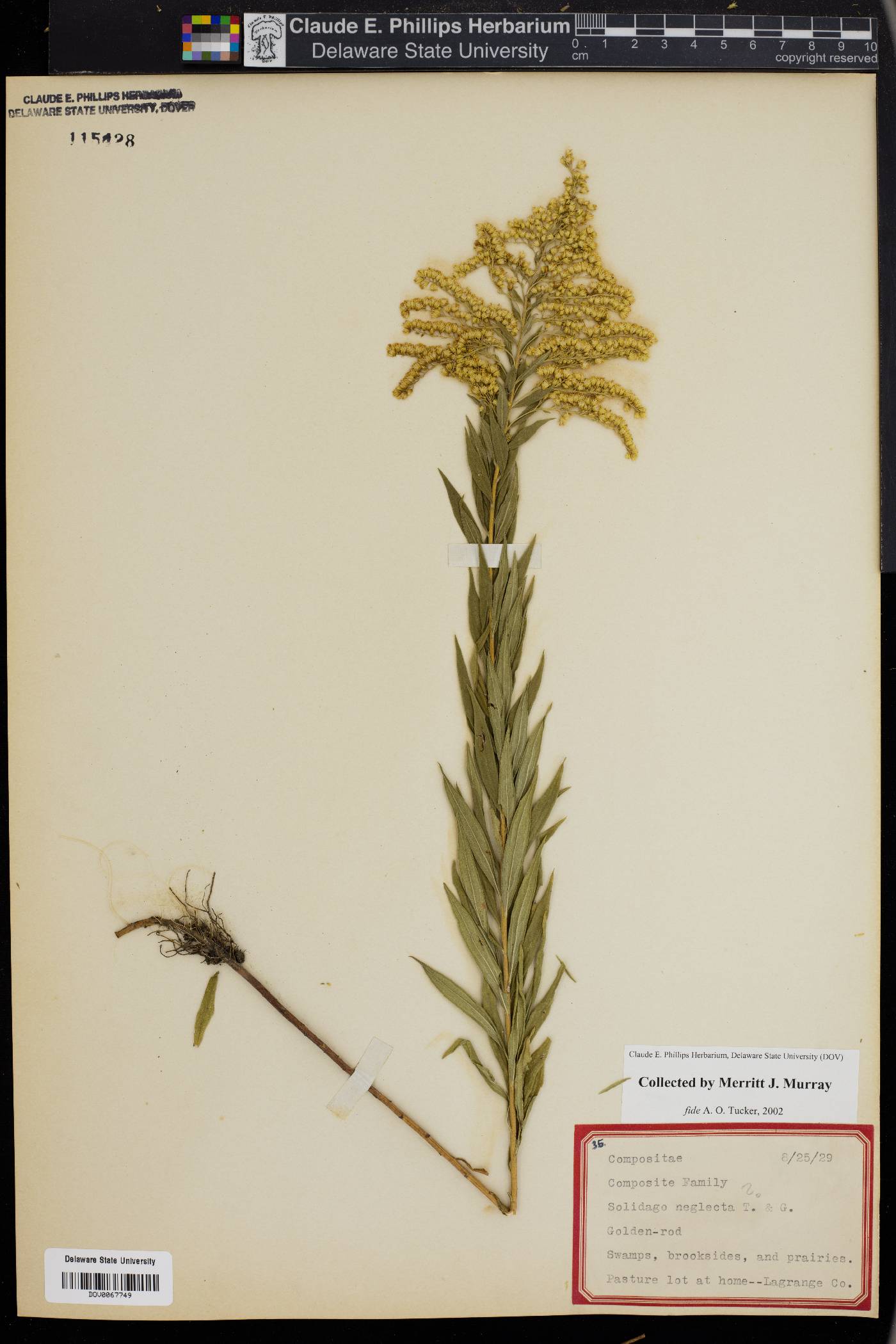 Solidago neglecta image