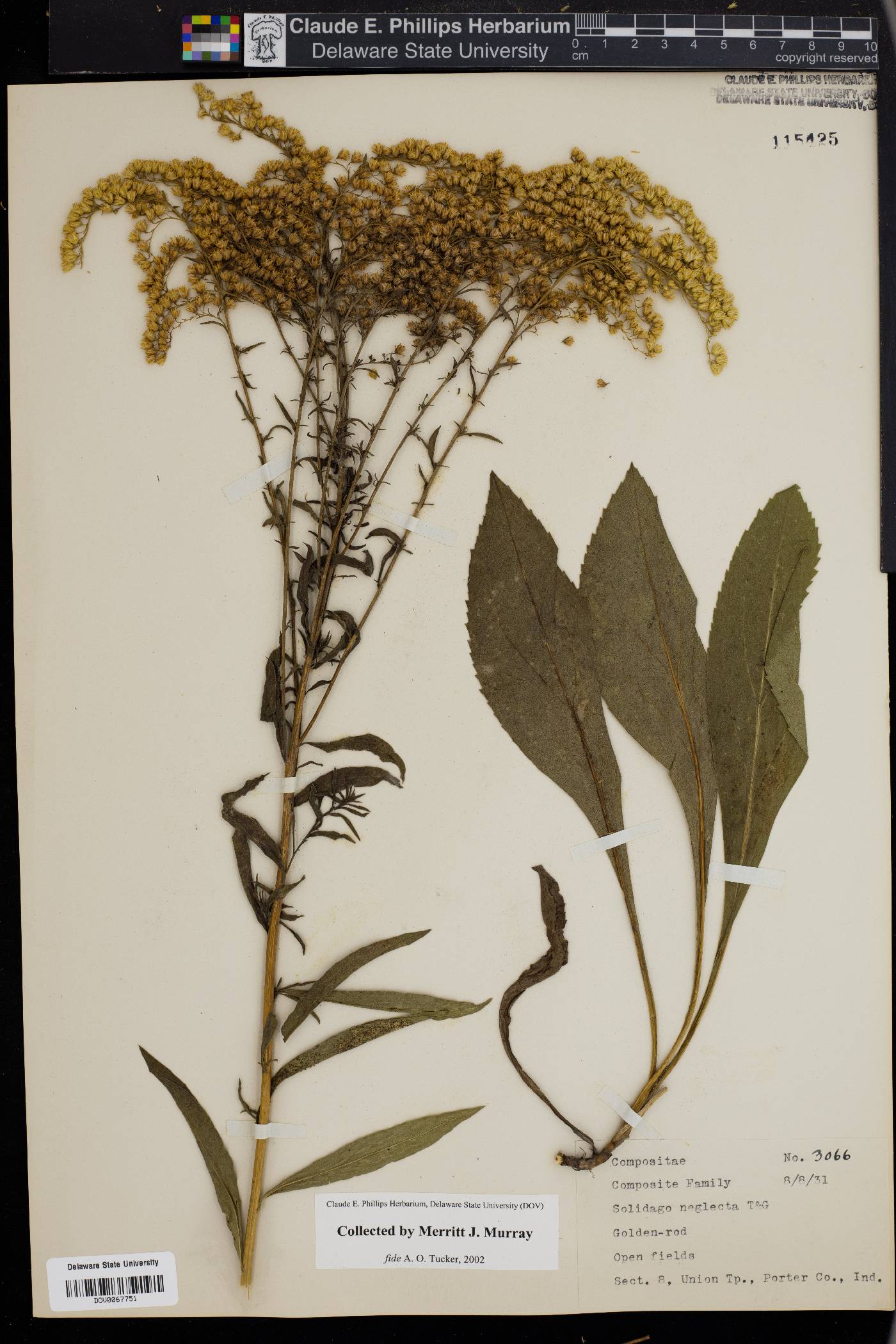 Solidago neglecta image