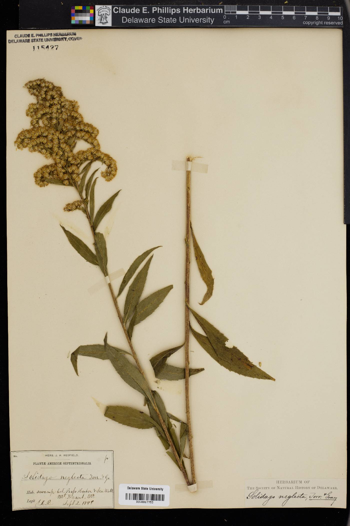 Solidago neglecta image