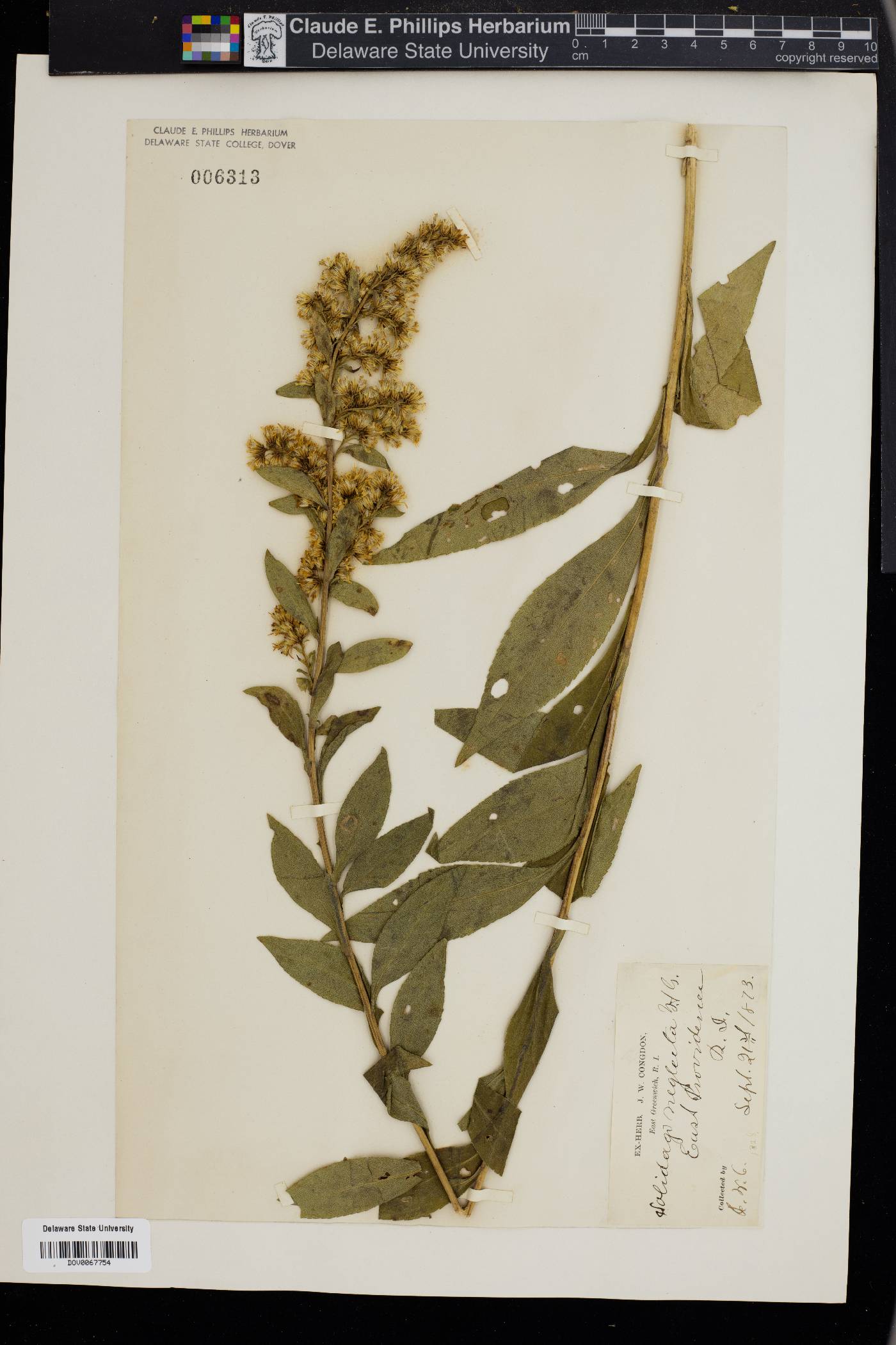 Solidago neglecta image