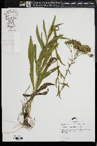 Solidago nitida image