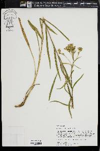 Solidago nitida image