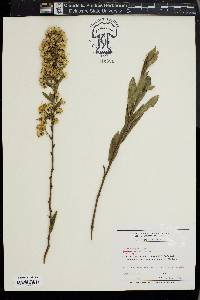 Solidago petiolaris image