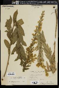 Solidago petiolaris image